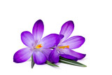 crocus - one of the first spring flowers