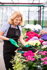 Frau arbeitet freudig in einer Gärtnerei, Gärtnerin ist dabei Blumen umzutopfen