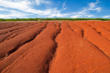 Terra vermelha com sinais de erosão, com uma pequena plantação de trigo no fundo e um céu azul