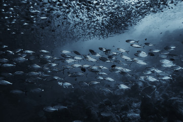 black white fish group / underwater nature poster design
