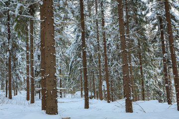Spruce tree trunks in the forest background
