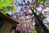 Wisteria blossom in Japanese Garden of Huntington Library