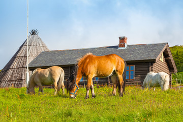 Scandinavian fjord beautiful horses on pasture