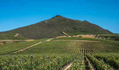 Beautiful landscape of Cape Winelands, wine growing region in South Africa
