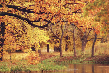 landscape forest sunny autumn day / yellow trees in the landscape Indian summer autumn October