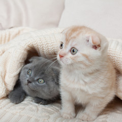 British lop-eared kittens.