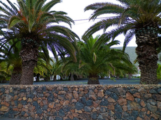 Palms in Haria, Lanzarote, Canary Islands.