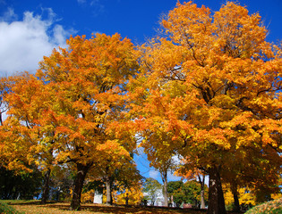 Fall landscape Quebec province Canada
