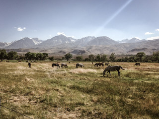wild horses in a field