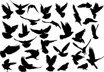 thirty dove silhouettes isolated on white