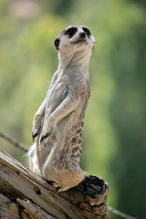 a meerkat is standing guard