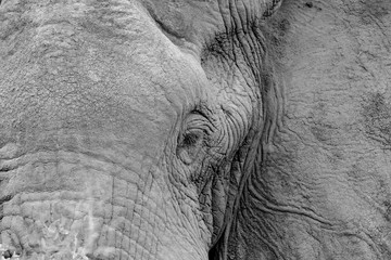 Portrait Elephant in Queens Elizaberth