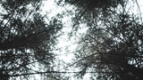 Forest top