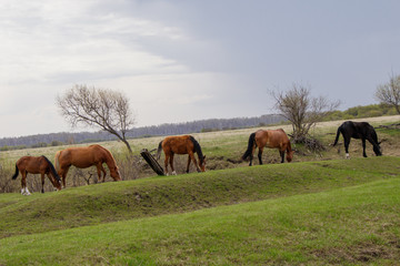 Horses and foal grazing in the pasture. 