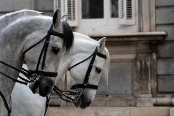 Parade white horses detail