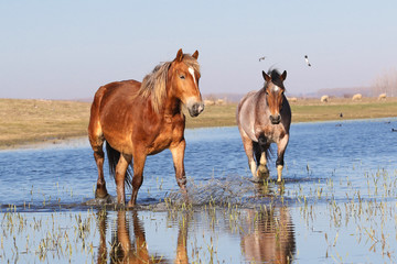 Two wild pony troat through the water on the watering  place
