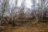 birch groves and marshes. Russian landscape