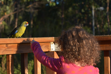 Young girl feeding Green Rosella Birds in Tasmania Australia