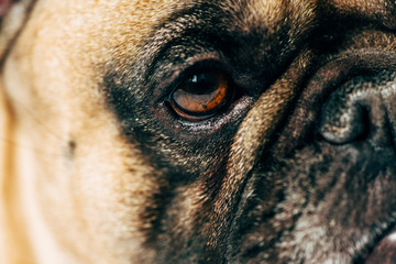 close up of cute and purebred french bulldog