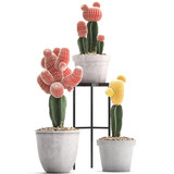 Gymnocalycium cactus in pot