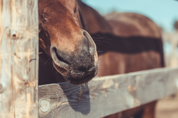 horse nose leaning out of the fence in the spring landscape