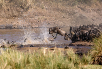  Wildebeests jumping to cross Mara river, Masai Mara, Kenya