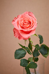 nice pink rose