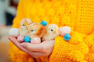 Easter chicken. Woman holding three orange chicks in hand surrounded with Easter eggs.