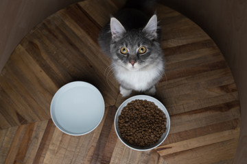 blue tabby maine coon kitten standing in front of cat food dishes looking up at camera