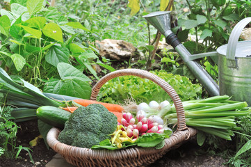 organic vegetables in a wicker basket in a vegetable garden