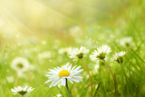 Frühlingswiese mit Gänseblümchen