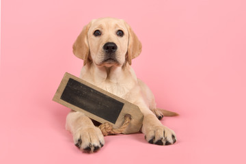 Pretty blond labrador retriever puppy holding a chalkboard with space for copy lying down on a pink background