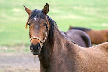 Portrait of bay horse on pasture.