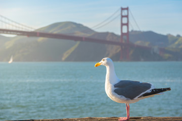 Seagull standing in front of Golden Gate Bridge, San Francisco, California, Usa