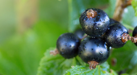 Black currant berries on a branch in summer garden.