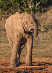 African elephant male with trunk to it's mouth