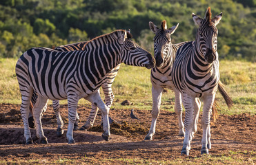 Three Burchell's zebras in late afternoon sun