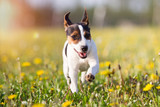 Jack Russel Terrier
