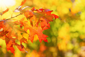 Colorful autumn foliage leaves on a tree branch