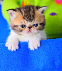 cute persian cat baby kitten