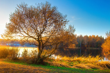Scenic autumn landscape on river bank. Colorful tree on riverside