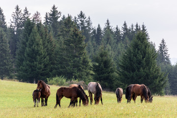 Horses on free pasture in the Carpathian mountains of Transylvania