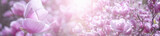 Panorama pink magnolia flower on a branch.