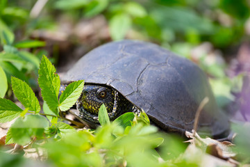 closeup turtle crawling in a grass, wild animal in a forest