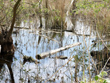 Marais