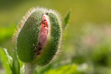 Mohnblume im warmen Sonnenlicht