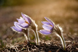 Spring colorful anemones