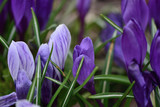 purple crocuses in spring garden close up