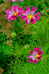 Close up of Cosmos 'Sea Shells' in a flower border