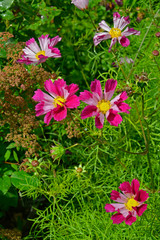 Close up of Cosmos 'Sea Shells' in a flower border